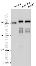 ANK2 Antibody in Western Blot (WB)