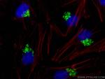 GOLIM4 Antibody in Immunocytochemistry (ICC/IF)