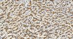 GOLIM4 Antibody in Immunohistochemistry (Paraffin) (IHC (P))