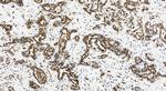 GOLIM4 Antibody in Immunohistochemistry (Paraffin) (IHC (P))