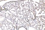 Cxcl15 Antibody in Immunohistochemistry (Paraffin) (IHC (P))