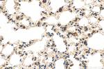 Cxcl15 Antibody in Immunohistochemistry (Paraffin) (IHC (P))