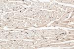 Atox1 Antibody in Immunohistochemistry (Paraffin) (IHC (P))