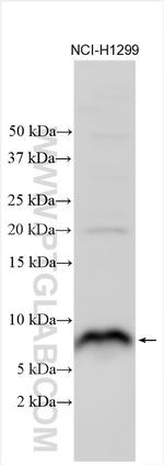 Atox1 Antibody in Western Blot (WB)