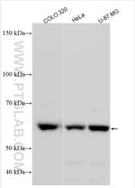 PYROXD1 Antibody in Western Blot (WB)