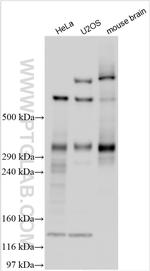 IKZF4 Antibody in Western Blot (WB)