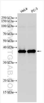 NMI Antibody in Western Blot (WB)