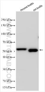 CCDC91 Antibody in Western Blot (WB)