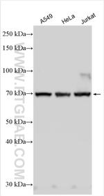 EGR1 Antibody in Western Blot (WB)