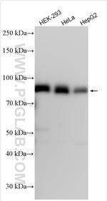 UVRAG Antibody in Western Blot (WB)