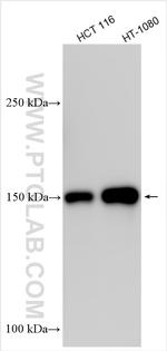KIAA1199/CEMIP Antibody in Western Blot (WB)