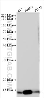 cystatin c Antibody in Western Blot (WB)