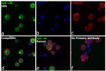 Human IgG (H+L) Cross-Adsorbed Secondary Antibody