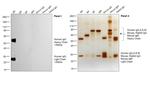 Human IgG (H+L) Cross-Adsorbed Secondary Antibody in Western Blot (WB)