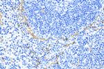 CD34 Antibody in Immunohistochemistry (Paraffin) (IHC (P))
