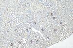CD34 Antibody in Immunohistochemistry (Paraffin) (IHC (P))