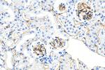 CD34 Antibody in Immunohistochemistry (Paraffin) (IHC (P))