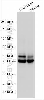 Albumin Antibody in Western Blot (WB)