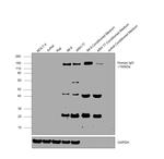 Human IgG F(ab')2 Secondary Antibody in Western Blot (WB)