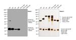 Human IgG F(ab')2 Secondary Antibody in Western Blot (WB)
