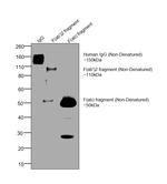 Human IgG F(ab')2 Secondary Antibody in Western Blot (WB)