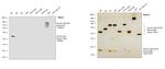 Human IgG Fc Cross-Adsorbed Secondary Antibody in Western Blot (WB)