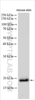 IL-1RA Antibody in Western Blot (WB)