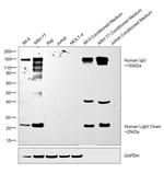 Goat anti-Human IgG (H+L) Secondary Antibody