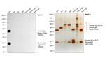 Human IgG (H+L) Secondary Antibody in Western Blot (WB)