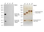 Human IgG (H+L) Cross-Adsorbed Secondary Antibody in Western Blot (WB)