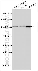 C18orf34 Antibody in Western Blot (WB)