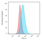 HLA-DP (MHC II) Monoclonal Antibody (BRA-FB6)