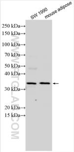 SC4MOL Antibody in Western Blot (WB)