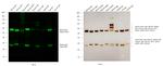 Mouse IgG (H+L) Secondary Antibody in Western Blot (WB)