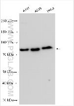 CD3EAP Antibody in Western Blot (WB)