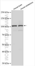 GANC Antibody in Western Blot (WB)