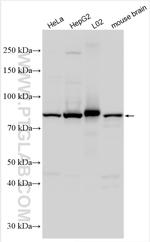 GOLGA5 Antibody in Western Blot (WB)