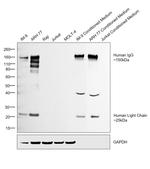 Human IgG (H+L) Secondary Antibody in Western Blot (WB)