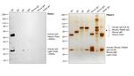 Human IgG (H+L) Secondary Antibody in Western Blot (WB)