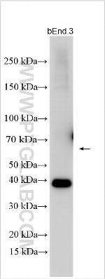 MMGT1 Antibody in Western Blot (WB)