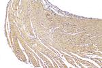 CMYA5 Antibody in Immunohistochemistry (Paraffin) (IHC (P))
