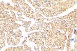 LAMA2 Antibody in Immunohistochemistry (Paraffin) (IHC (P))