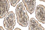 SLC2A7 Antibody in Immunohistochemistry (Paraffin) (IHC (P))