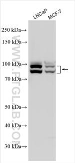 Cullin 5 Antibody in Western Blot (WB)