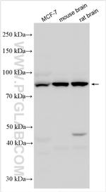 Cullin 5 Antibody in Western Blot (WB)