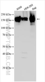 LRRFIP1 Antibody in Western Blot (WB)