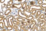 COBLL1 Antibody in Immunohistochemistry (Paraffin) (IHC (P))
