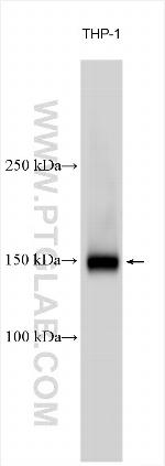 COBLL1 Antibody in Western Blot (WB)