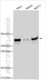 TRIO Antibody in Western Blot (WB)