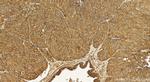 KIAA1522 Antibody in Immunohistochemistry (Paraffin) (IHC (P))